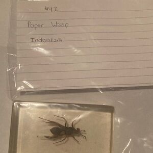 Paper Wasp - Indonesia